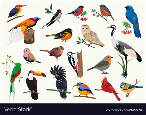 Various Cartoon Birds Collection For Any Visual Vector Image