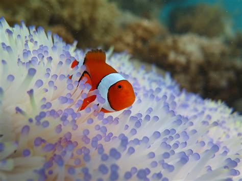 Saving Nemo Bleaching Threatens Clownfish E Science News