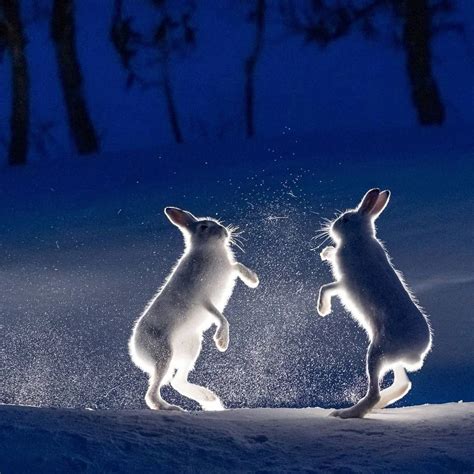 1 The Playful Rabbit Spirits Conjured Up A Spell In The Snow