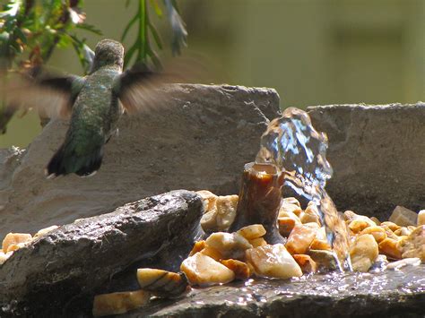 Be sure to remove the bath when she is done and clean up any splashed water or wet bedding to prevent bacterial growth. Nature As Is: For Mom...Hummingbirds Do Bathe