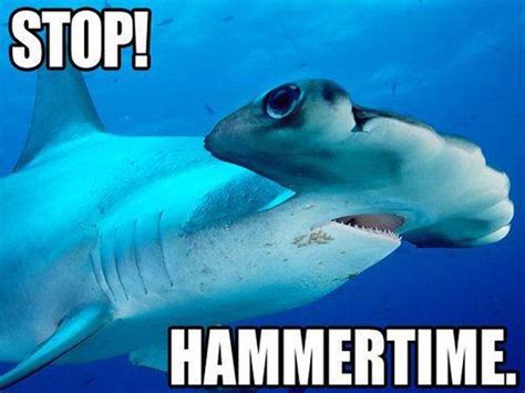Funny Shark Week Meme