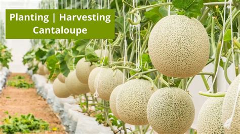 How To Grow Cantaloupe Exclusive Step By Step Guide