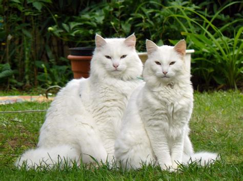 Top 10 Most Beautiful Cat Breeds