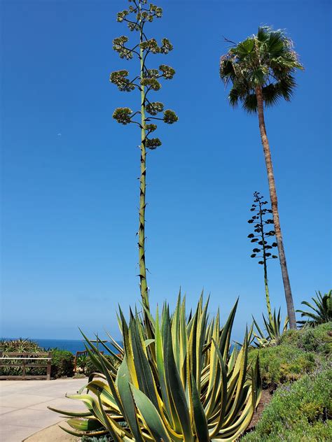 Know Your Agaves Botanica Curiosa