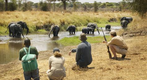 best tanzania safari north or south best safari for you
