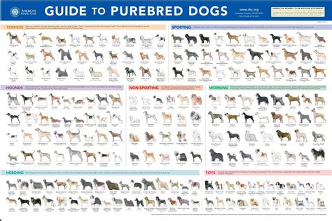 Akc Breeds Poster In 2023 Dog Breeds Medium Best Medium Dog Breeds