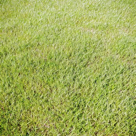 ArtStation - Grass For Landscaping Vol_01 | Resources