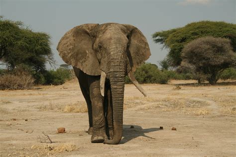 Bull Elephant Ruaha Tanzania Tanzania Kenya Bull Elephant Fauna