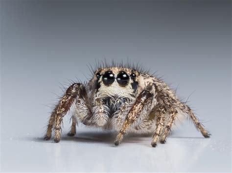 Jumping Spiders Are Masters Of Miniature Color Vision E Science News