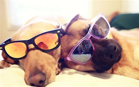 Animals Dogs Glasses Sunglasses Focus Depth Of Field Pets