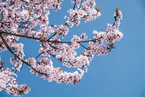 4k Cherry Blossom Wallpapers Top Free 4k Cherry Blossom Backgrounds