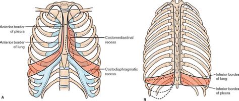Applied Anatomy Of The Chest Wall And Mediastinum Basicmedical Key