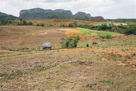 Rural Cuba During Dry Season By Stocksy Contributor Gabriel Tichy