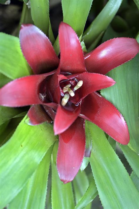 Various Types Of Bromeliad That Can Be Grown Indoors And Outdoors