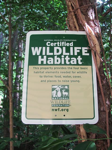Cary Birdcam Blog A Certified Wildlife Habitat