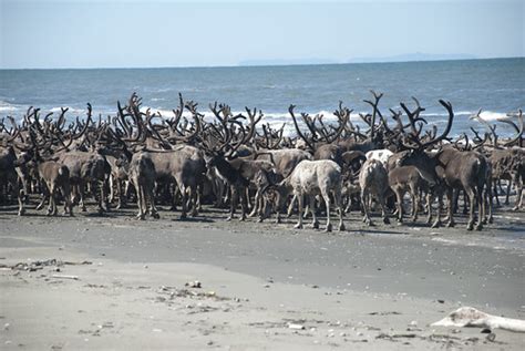 Reindeer Herd On Ikpek Beach As The Reindeer Herd Moves Aw Flickr