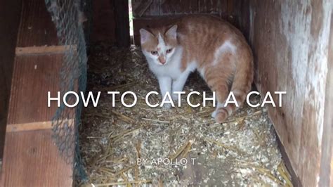 Cats may look cute and cuddly, but don't underestimate them. How to catch a cat - YouTube