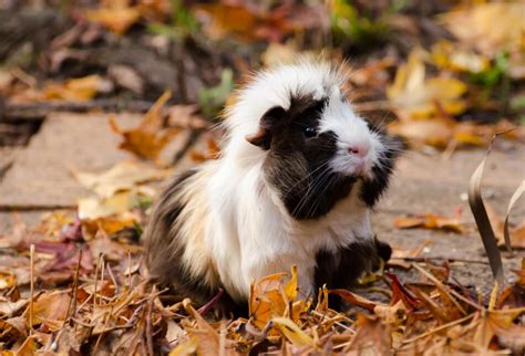 Cavy Coats The Many Colours And Textures Of Guinea Pigs Omlet Blog