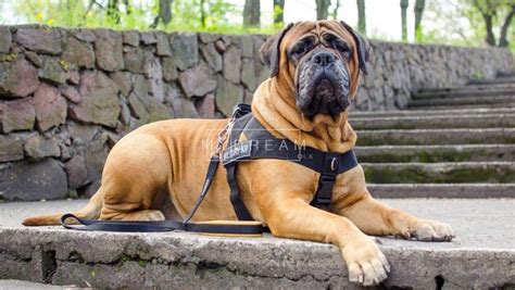 Check spelling or type a new query. Bullmastiff