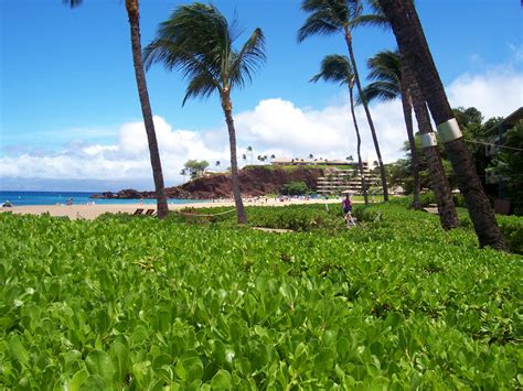Kaanapali Beach Grass Looking Toward Black Rock Maui Hawaii Beach