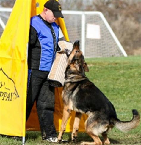 What Is Schutzhund Training Regis Regal