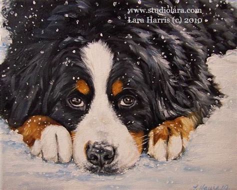 5x7 Winter Bernese Mountain Dog Fine Art Giclee By Studiolara316