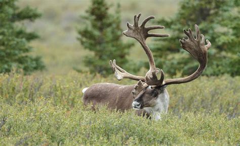 Caribou Science Denial Cripples Conservation Efforts David Suzuki