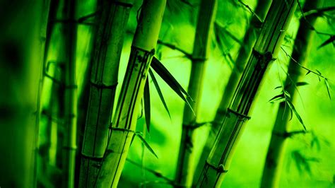 Hd Bamboo Wallpapers Top Free Hd Bamboo Backgrounds Wallpaperaccess