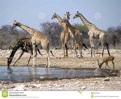 Namibia Giraffes Drinking Stock Image Image Of Drinking 62248815