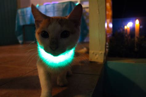 A Put A Bracelet Glow Stick On My Cat He Was Kinda Confused At First