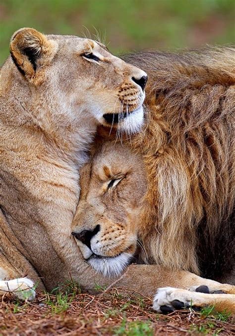 Lion And Lioness The Royal Couple At Their Best Tail And Fur