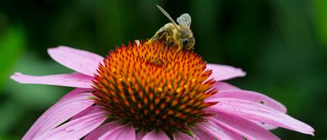 plant a pollinator strip chicago botanic garden