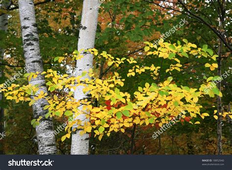 Colorful Autumn Birch Tree Branch Closeup Stock Photo 18852940