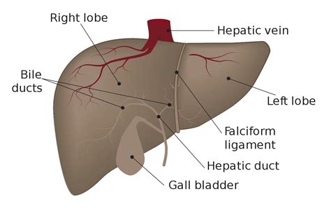 Liver Gross And Imaging Anatomy