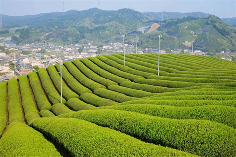 茶畑の絶景｜zekkei Japan