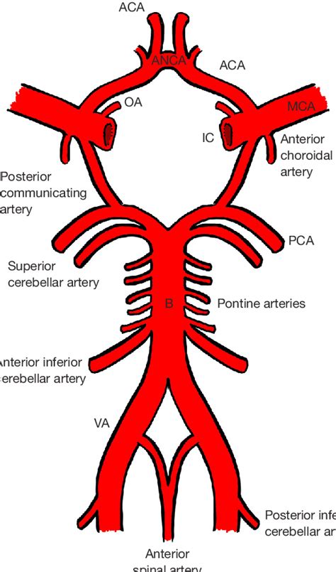 Vertebral Artery Ct Scan