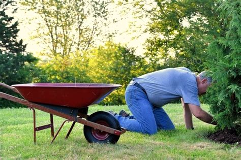 Man Doing Yard Work Chores Spreading Mulch Around Landscape Bushes From A Wheelbarrow Stock