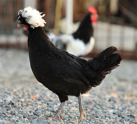 White Crested Black Polish Chickens Cackle Hatchery®
