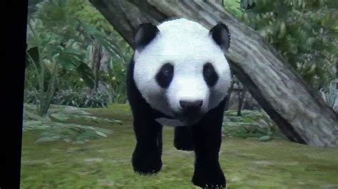 Giant Panda Behaviors On Zoo Resort 3d Youtube