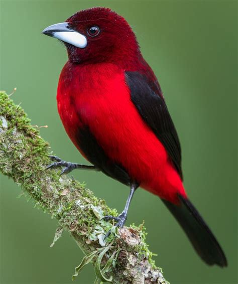 163 Best Red Colored Birds Images On Pinterest Beautiful Birds