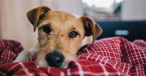 15 Reasons Why Your Dog Wakes Up In The Middle Of The Night