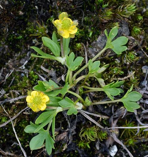 Norway Mountain Wildflowers In 2021 Wild Flowers Norway Plants