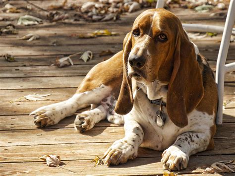 Jun 18, 2021 · by and large, teacup breeding is considered unethical and cruel. Basset Hound Dog Breed » Information, Pictures, & More