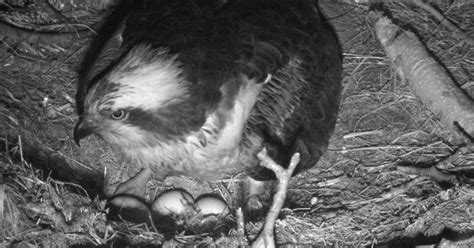 Dunkelds Osprey Lays Third Egg At Swt Loch Of The Lowes Reserve