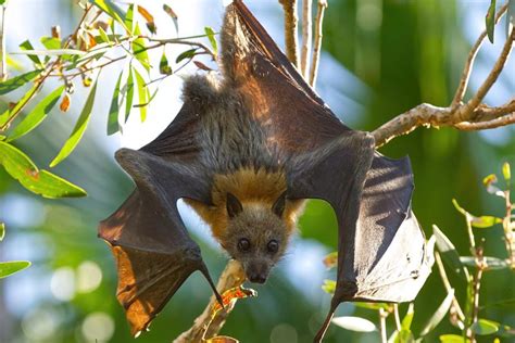 Grey Headed Flying Fox Animoz Fight For Survival