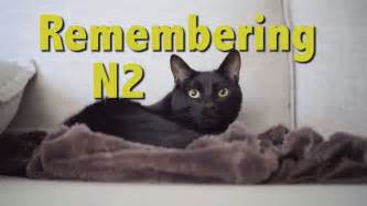 N2 The Talking Cat S4 Ep23 Remembering N2 Youtube