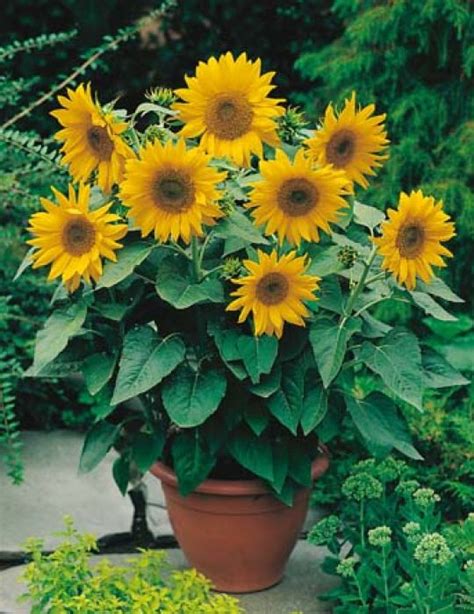 Their oil is used for biodiesel and cooking oil, and their seeds can make tasty snacks. Sunflower Dwarf Sunsation | Sunflower Seeds | Flower Seeds ...