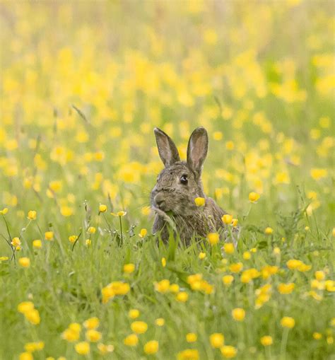 Rabbit And Buttercups 2 Pdkimages Flickr