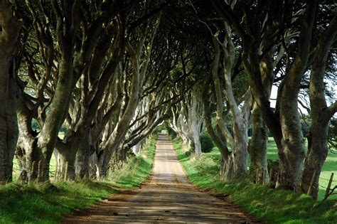 Travel Trip Journey “the Dark Hedges” A Magical Tree Lined Road In