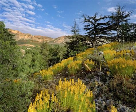 Mini Guide To Tannourine Lebanon Traveler